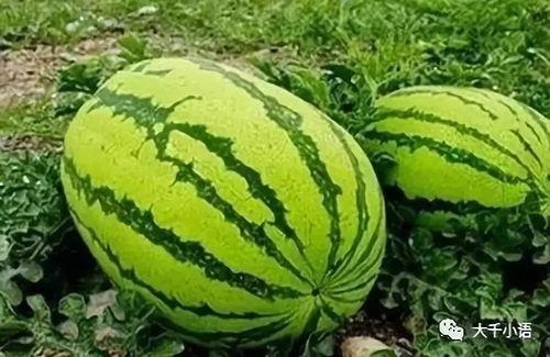 南京大瓜爆料视频最新一期,揭秘一期惊人内幕